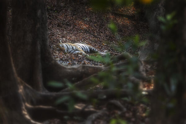 Bengal tiger (Panthera tigris tigris) in Bandhavgarh National Park, Madhya Pradesh, India