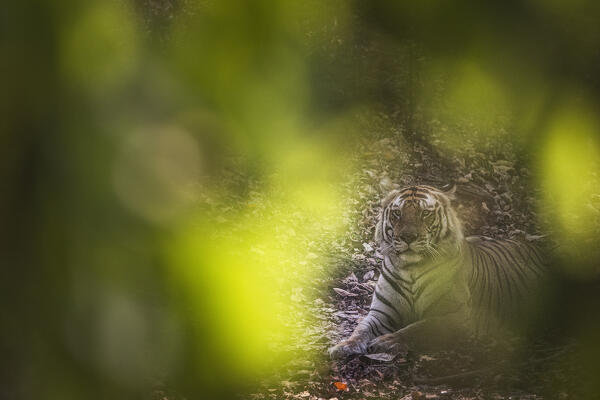 Bengal tiger (Panthera tigris tigris) in Bandhavgarh National Park, Madhya Pradesh, India
