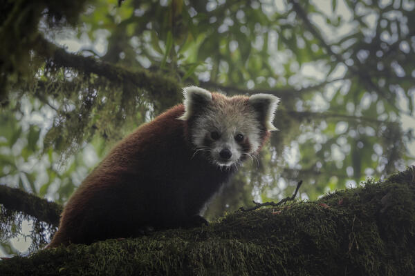 Red panda in Singalila forest, along the border between India and Nepal