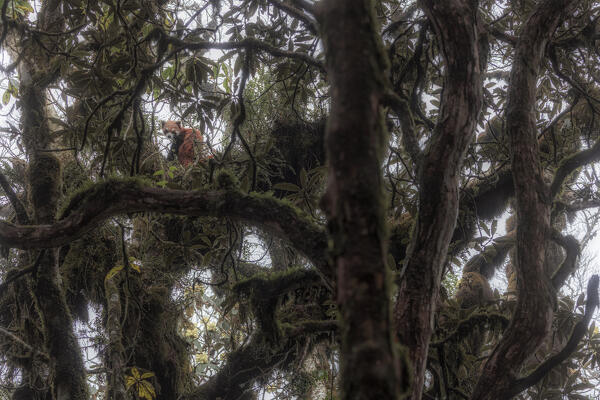 Red panda in Singalila forest, along the border between India and Nepal
