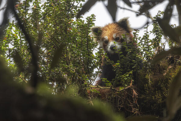 Red panda in Singalila forest, along the border between India and Nepal