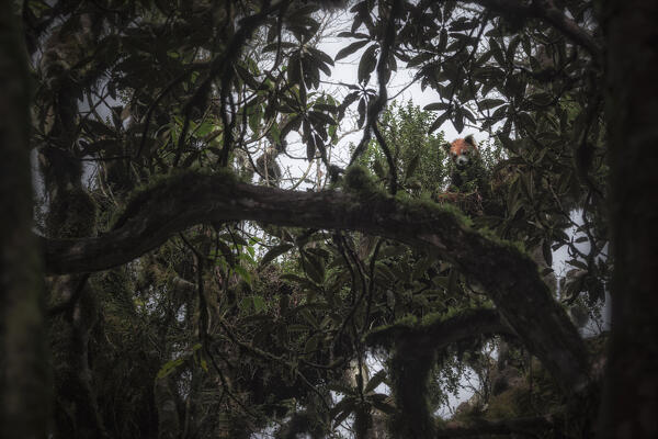 Red panda in Singalila forest, along the border between India and Nepal