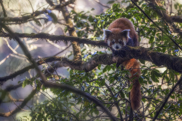 Red panda in Singalila forest, along the border between India and Nepal