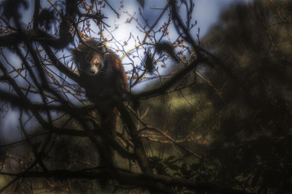 Red panda in Singalila forest, along the border between India and Nepal