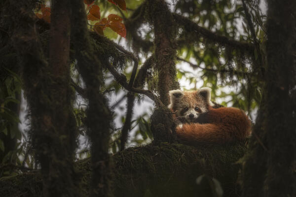 Red panda in Singalila forest, along the border between India and Nepal