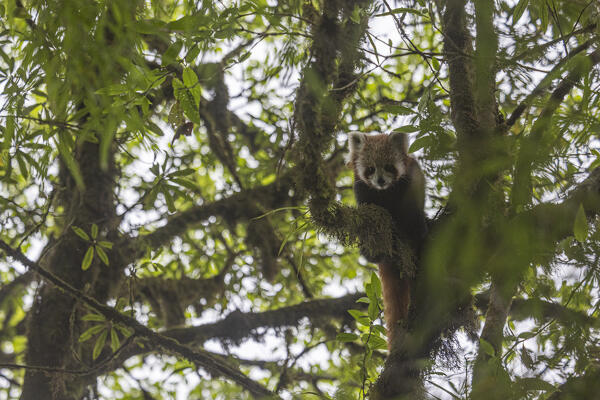 Red panda in Singalila forest, along the border between India and Nepal