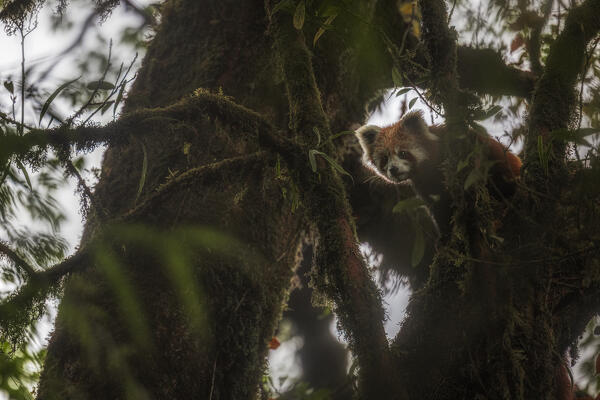 Red panda in Singalila forest, along the border between India and Nepal