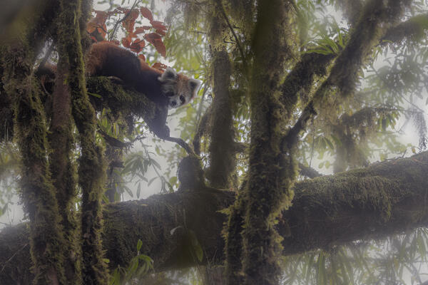 Red panda in Singalila forest, along the border between India and Nepal