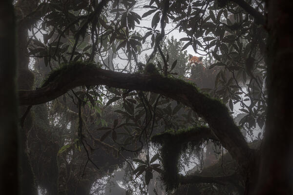 Red panda in Singalila forest, along the border between India and Nepal
