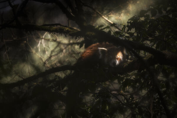 Red panda in Singalila forest, along the border between India and Nepal