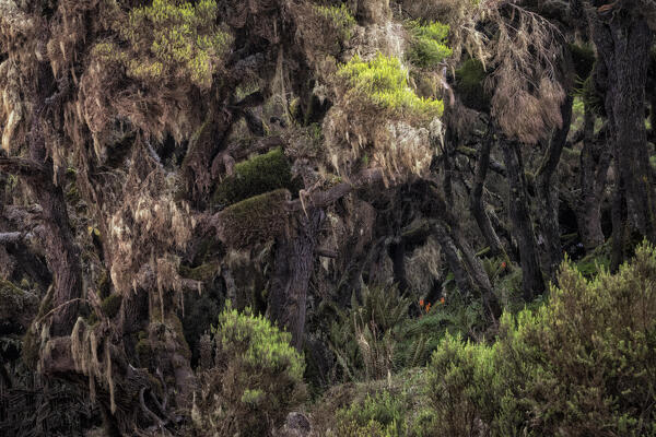 Harenna forest in Bale Mountains National Park, Ethiopia.
