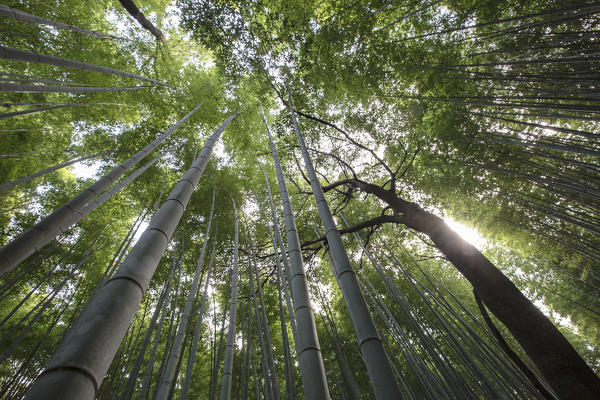 Arashiyama bamboo forest looking towards the top of the trees 
