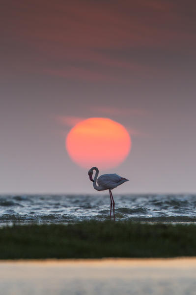Flamingo at sunset in Walvis Bay lagoon, western Namibia. 