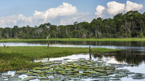 Nimphaea park not far from manaus. Amazonas, Manaus, Brazil