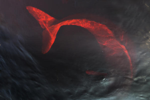 Amazon river dolphin silhouette swimming under the surfacce of the black waters of the Rio Negro. Amazonas; Amazonia; Manaus; Brazil