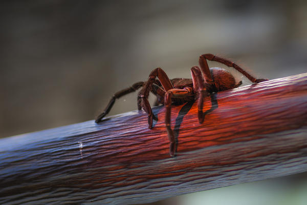 A tarantula walking on a branch enlightened by the last lights of the sunset, in the rio negro basin. Amazonas; Amazonia; Manaus; Brazil