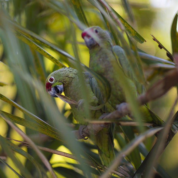 A couple of parrots in the Amazon Basin, near a local Indios community. Amazonas; Amazonia; Manaus; Brazil
