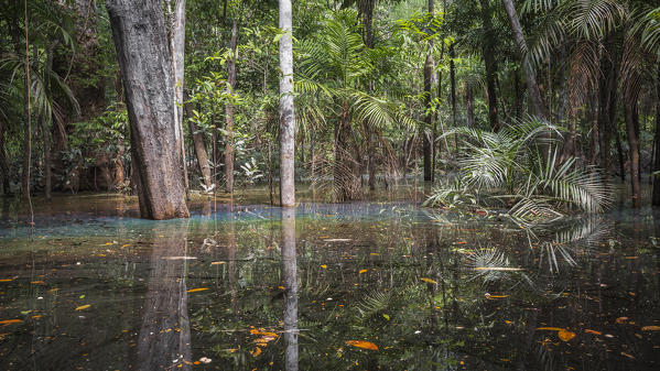 The flooded forest of the Rio negro Basin depicted in early August when the water level is still high and floods large area of the primary forest.
