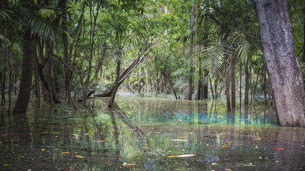 The flooded forest of the Rio negro Basin depicted in early August when the water level is still high and floods large area of the primary forest. Amazonas; Amazonia; Manaus; Brazil
