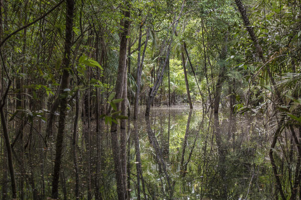 The flooded forest of the Rio negro Basin depicted in early August when the water level is still high and floods large area of the primary forest. Amazonas; Amazonia; Manaus; Brazil.
 