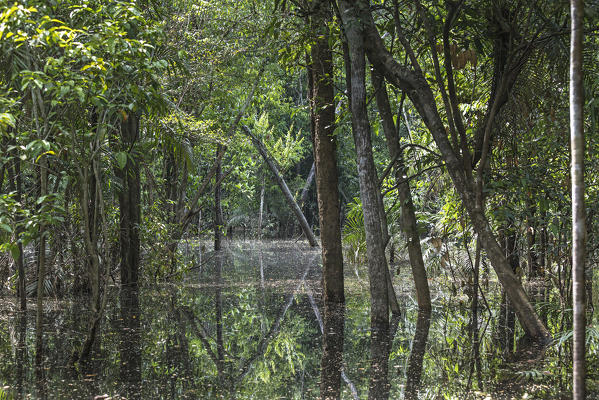 The flooded forest of the Rio negro Basin depicted in early August when the water level is still high and floods large area of the primary forest. Amazonas; Amazonia; Manaus; Brazil.
