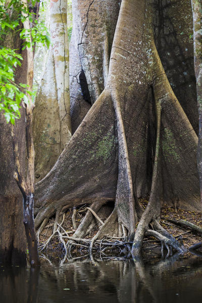 Rio negro Basin; flooded forest, Manaus; brasil.
Giant Saumauma tree; Amazonas; Amazonia; Manaus; Brazil, South America.
