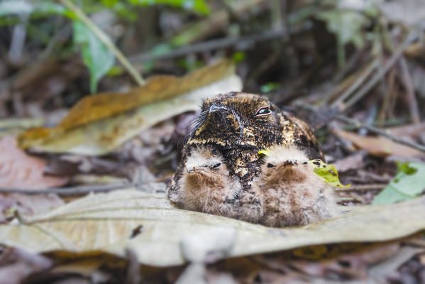 common pauraque. Ground bird from primary forest in Rio Tapajos protecting its newborn chicks camouflaging on the ground, Parà; Santarem; Brazil, South America
