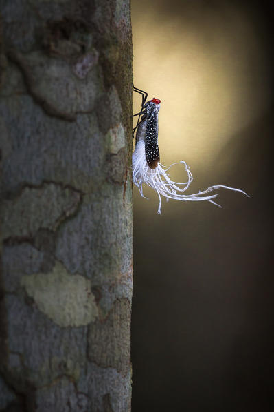 Pterodictya Reticularis: Insect with red eyes; turquoise markings; and white feather-like appendages near its tail, depicted in Rio Tapajos; south of Alter Do Chao; Parà; Santarem; Brazil, South America. 

