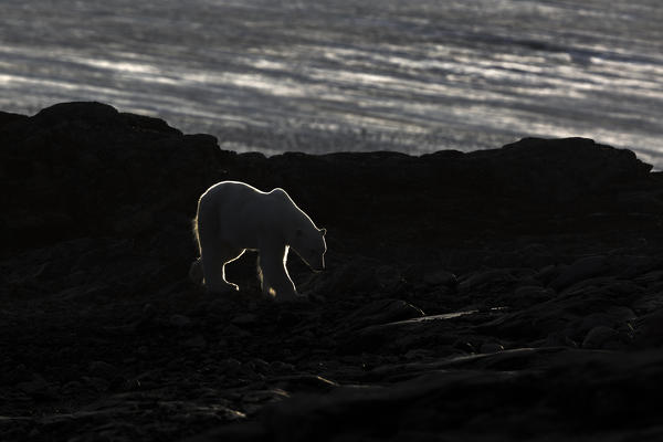 Polar bear in rim light; Kvitoya island, Eastern Svalbard, Arctic Ocean, Norway.