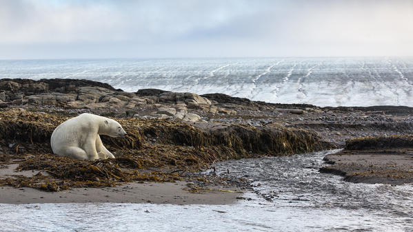 Kvitoya island, Eastern Svalbard, Arctic Ocean, Norway.