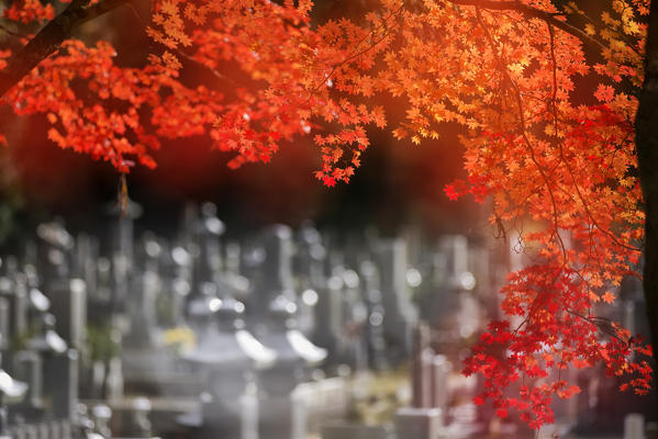 Koyasan cemetery, Koyasan, Japan

