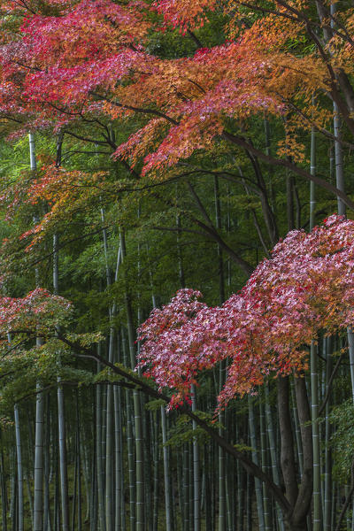 Arashiyama, Kyoto, Japan

