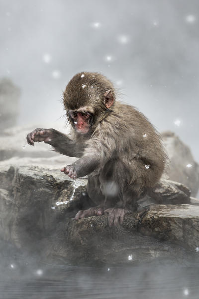 Snow monkeys of Jogokudani valley, Nakano, Nagano prefecture, Japan
