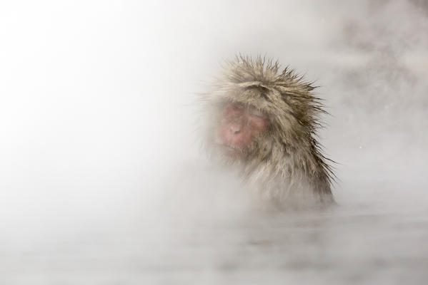 Snow monkeys of Jogokudani valley, Nakano, Nagano prefecture, Japan
