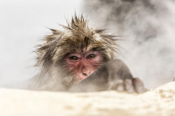Snow monkeys of Jogokudani valley, Nakano, Nagano prefecture, Japan
