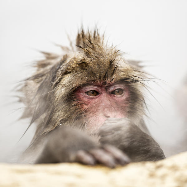 Snow monkeys of Jogokudani valley, Nakano, Nagano prefecture, Japan
