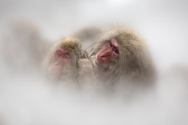Snow monkeys of Jogokudani valley, Nakano, Nagano prefecture, Japan
