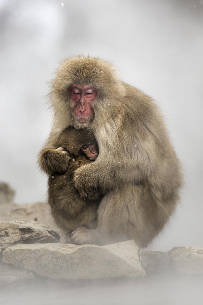 Snow monkeys of Jogokudani valley, Nakano, Nagano prefecture, Japan

