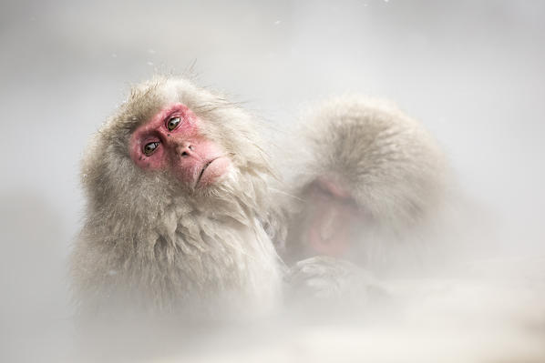 Snow monkeys of Jogokudani valley, Nakano, Nagano prefecture, Japan
