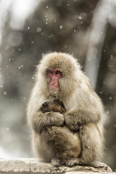 Snow monkeys of Jogokudani valley, Nakano, Nagano prefecture, Japan
