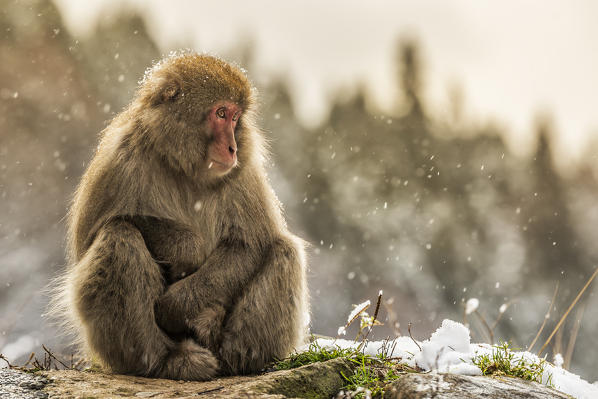 Snow monkeys of Jogokudani valley, Nakano, Nagano prefecture, Japan
