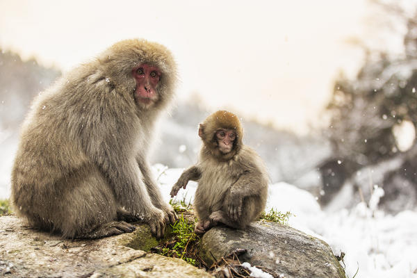 Snow monkeys of Jogokudani valley, Nakano, Nagano prefecture, Japan
