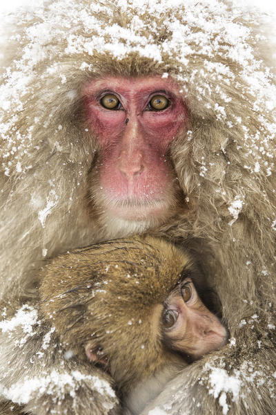 Snow monkeys of Jogokudani valley, Nakano, Nagano prefecture, Japan

