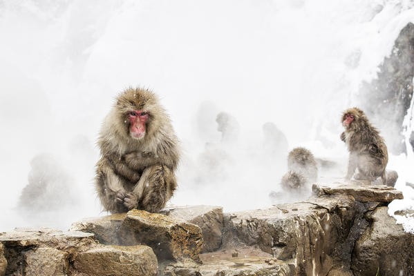 Snow monkeys of Jogokudani valley, Nakano, Nagano prefecture, Japan
