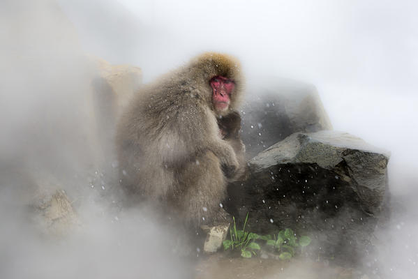Snow monkeys of Jogokudani valley, Nakano, Nagano prefecture, Japan

