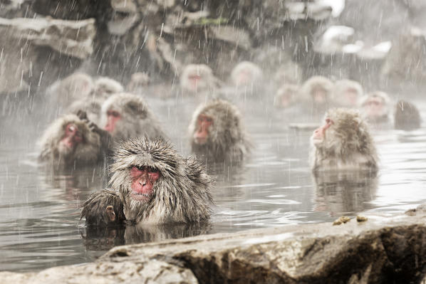 Snow monkeys of Jogokudani valley, Nakano, Nagano prefecture, Japan

