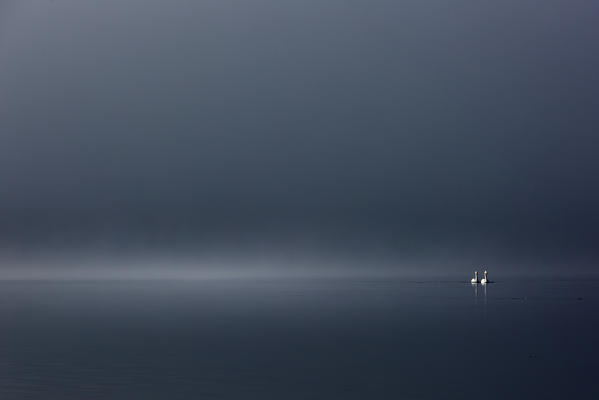 Whooper swans in Lake Kussharo, Hokkaido, Japan

