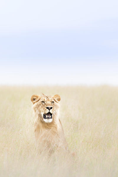 Male lion in the Masai Mara