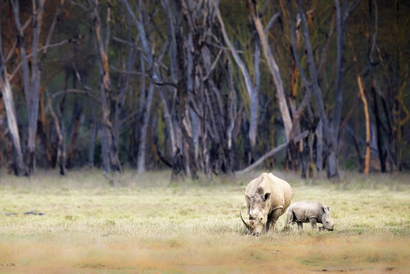 White rhino in Lake Nakuru National Park