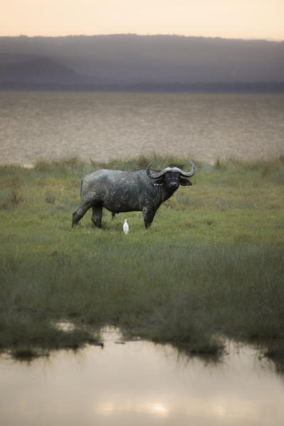 Lake Nakuru, Rift Valley